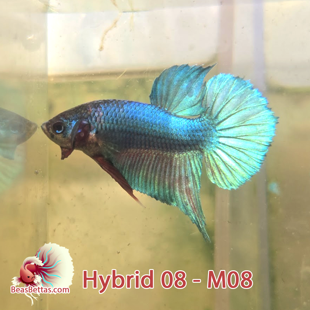 Male Hybrid Betta Fish - H08 M08