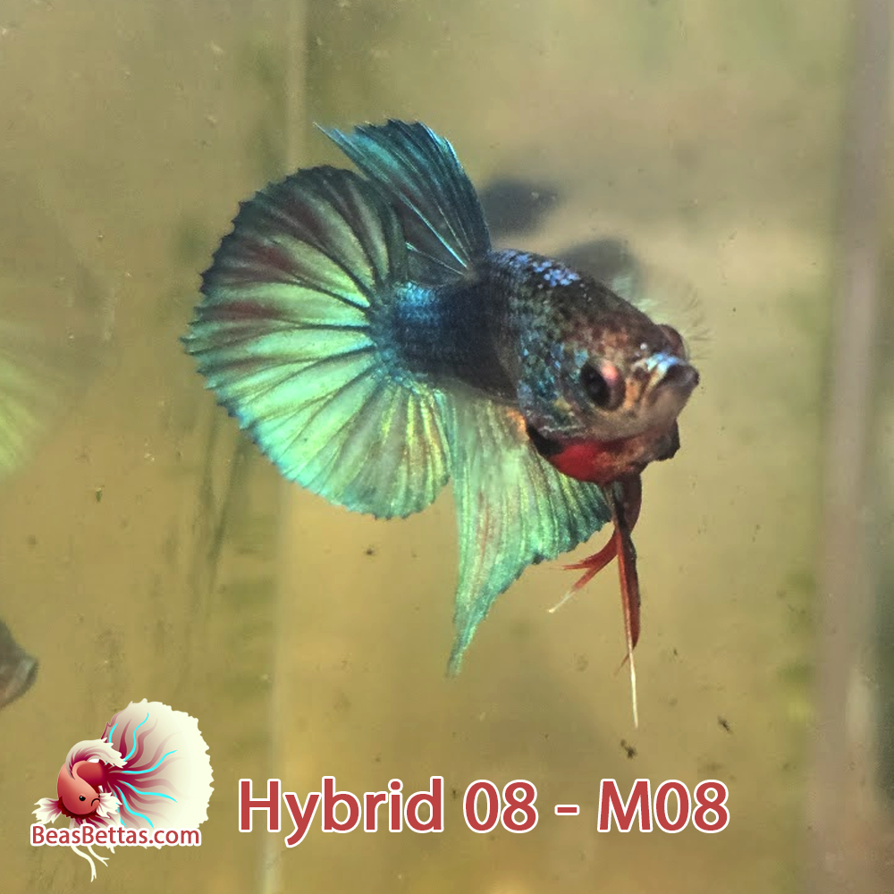 Male Hybrid Betta Fish - H08 M08