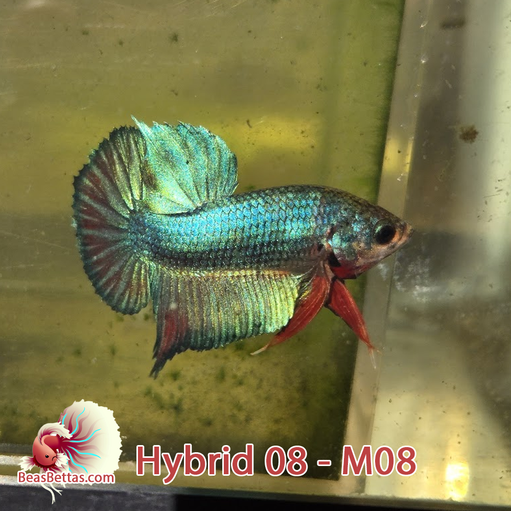 Male Hybrid Betta Fish - H08 M08