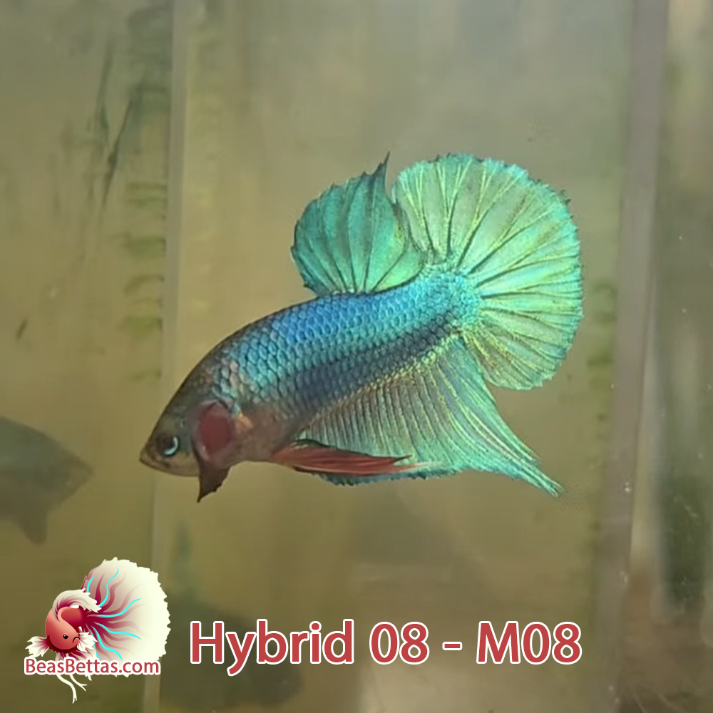 Male Hybrid Betta Fish - H08 M08