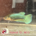 Female Hybrid Betta Fish - H09 F13
