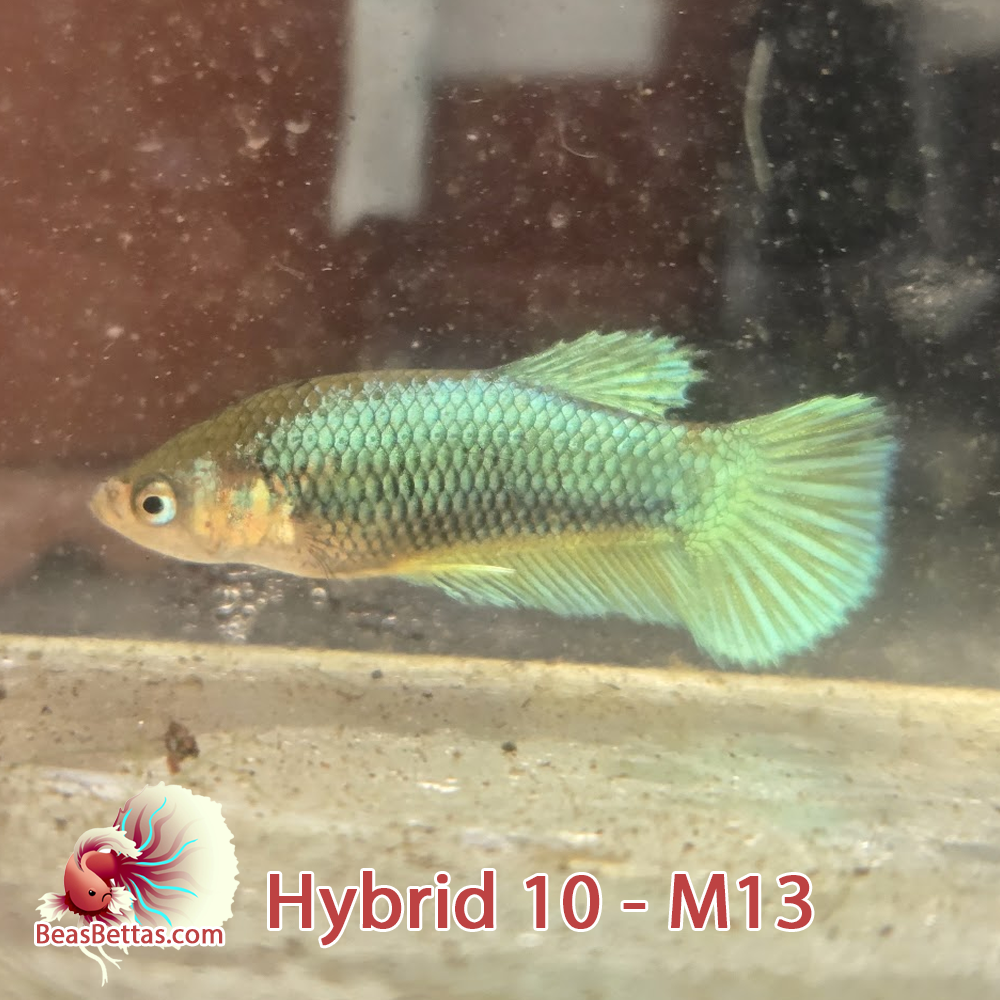 Female Hybrid Betta Fish - H09 F13
