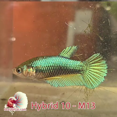 Female Hybrid Betta Fish - H09 F13