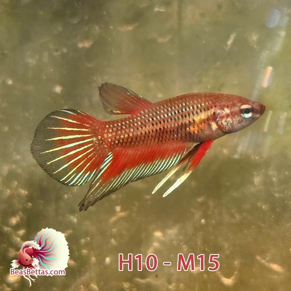 Male Hybrid Betta Fish - H10 M15