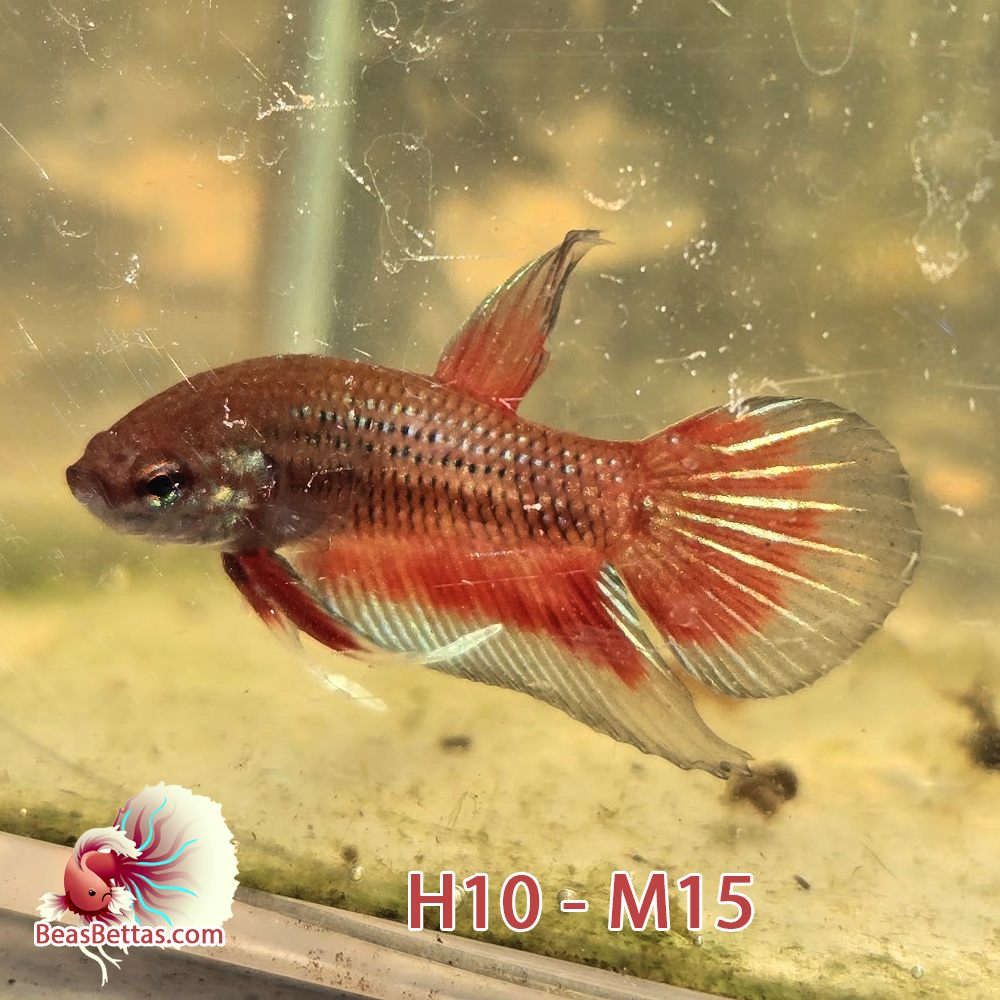 Male Hybrid Betta Fish - H10 M15