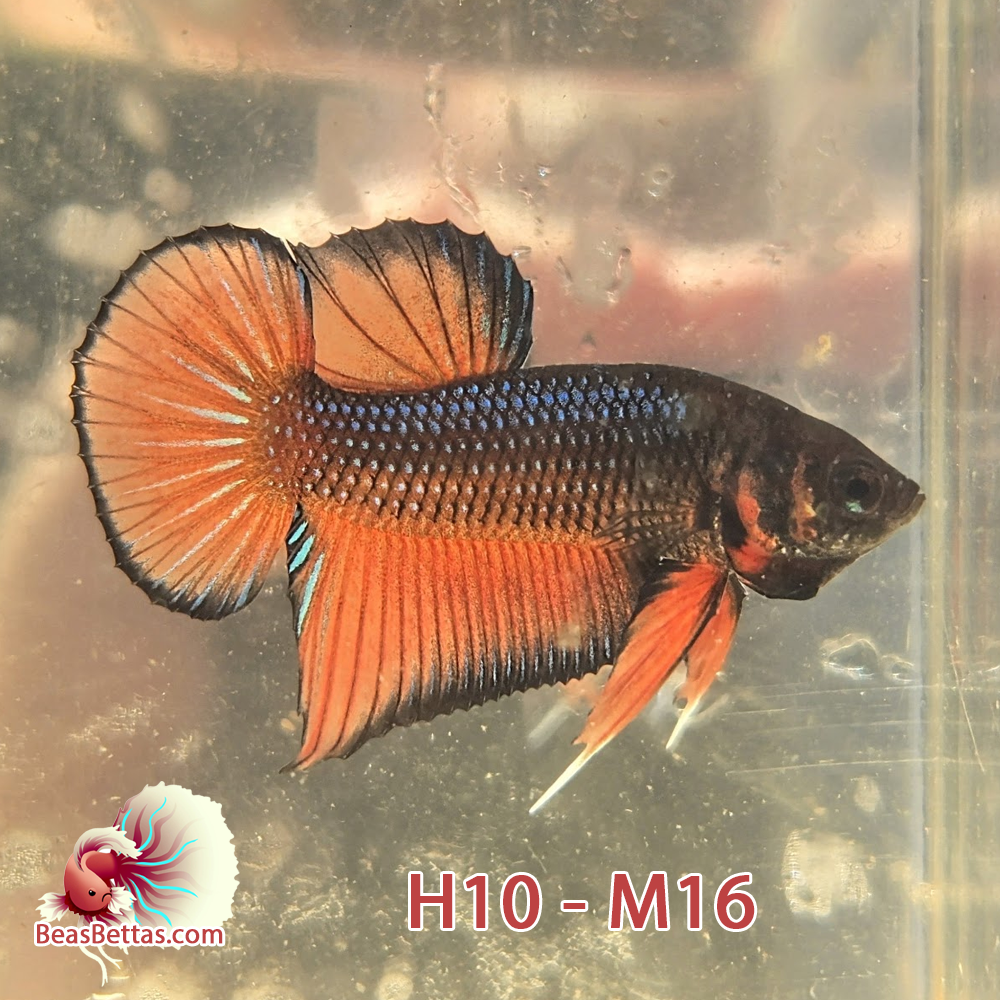 Male Hybrid Betta Fish - H10 M16
