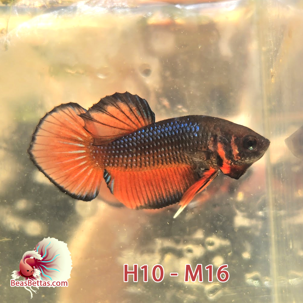Male Hybrid Betta Fish - H10 M16