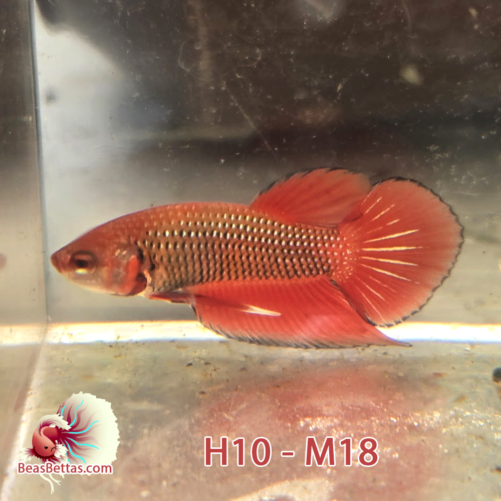 Male Hybrid Betta Fish - H10 M18