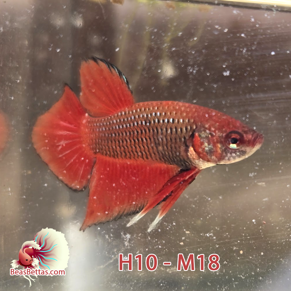 Male Hybrid Betta Fish - H10 M18