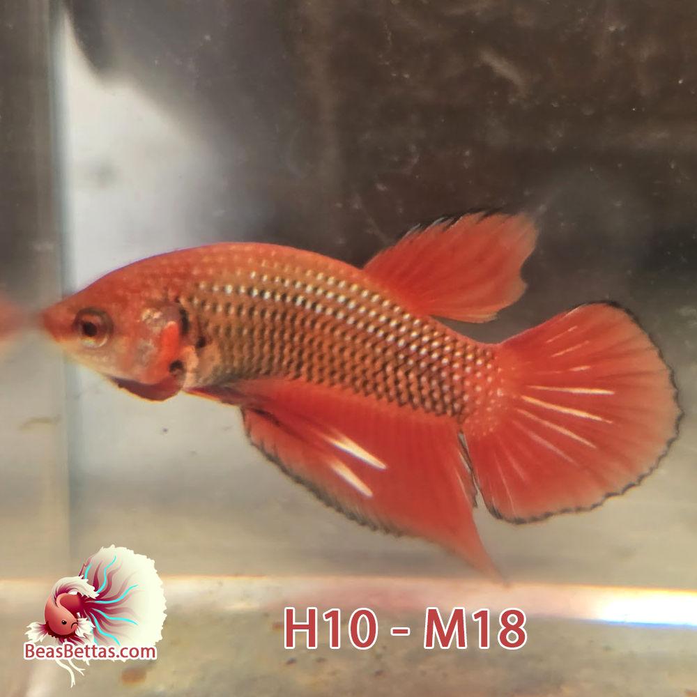 Male Hybrid Betta Fish - H10 M18