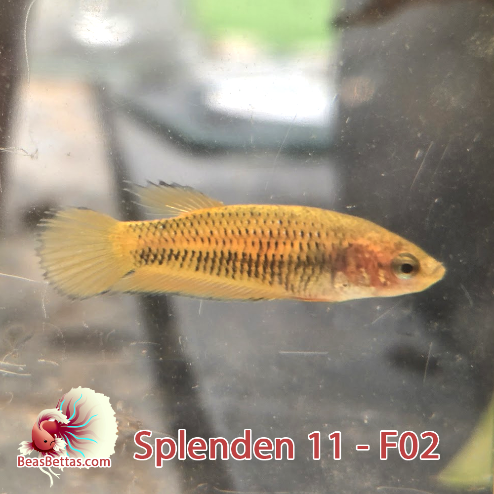 Female Wild Spadetail Splendens