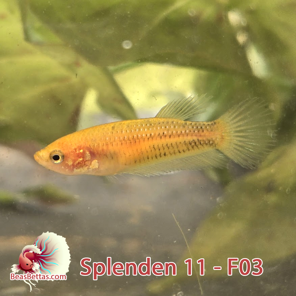 Female Wild Spadetail Splendens