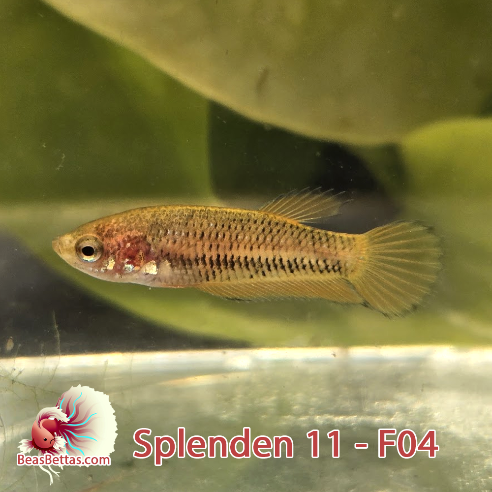Female Wild Spadetail Splendens