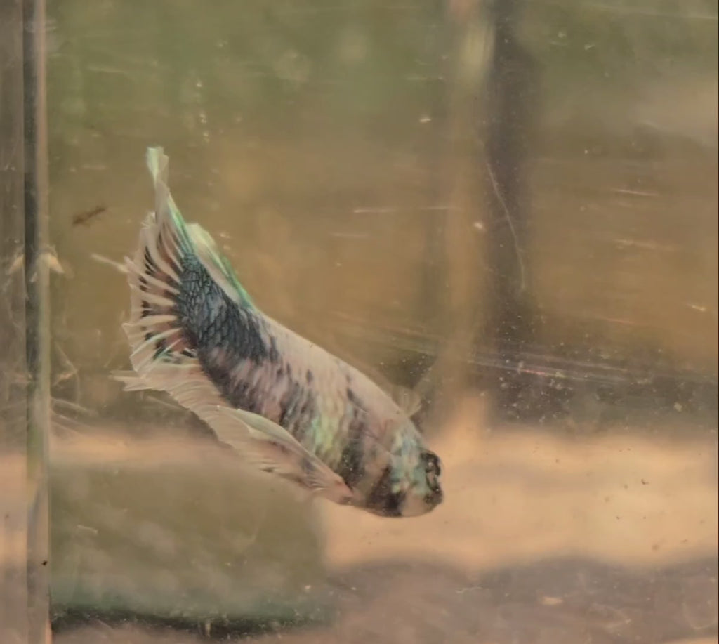 Unicorn Male Plakat Betta Fish - GK01 - M03