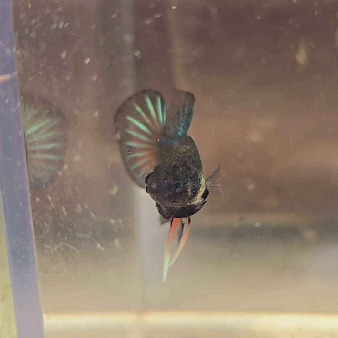 Male Hybrid Betta Fish - H10 M11