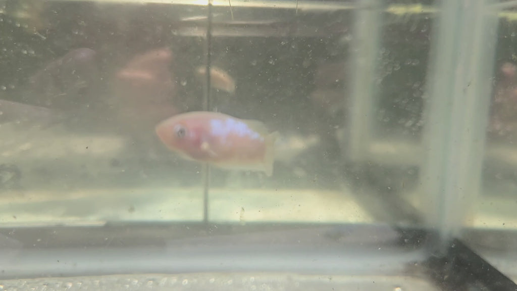 Female Hybrid Betta Fish - H07 F02