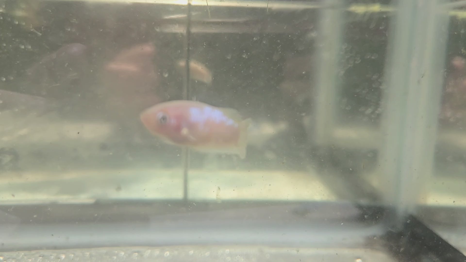 Female Hybrid Betta Fish - H07 F02