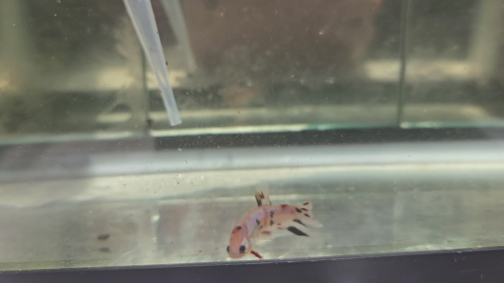 Male Hybrid Betta Fish - H07 M03