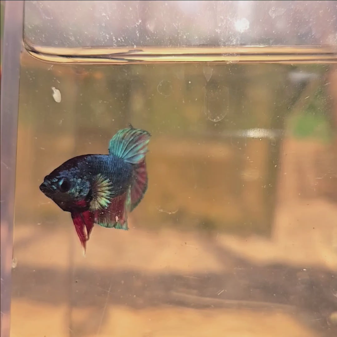 Unicorn Male Plakat Betta Fish - GK01 - M04