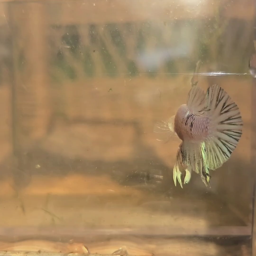 Unicorn Male Plakat Betta Fish - GK01 - M05