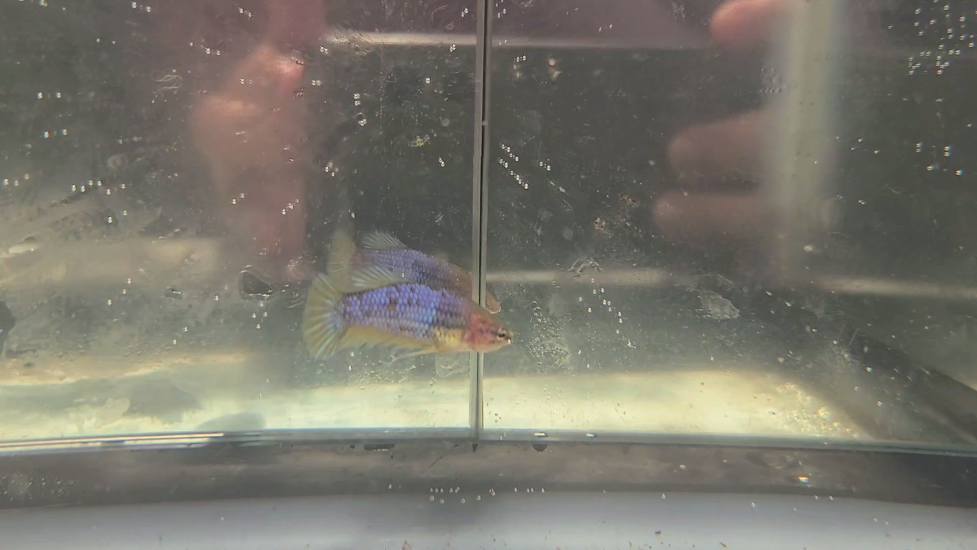 Female Hybrid Betta Fish - H07 F06