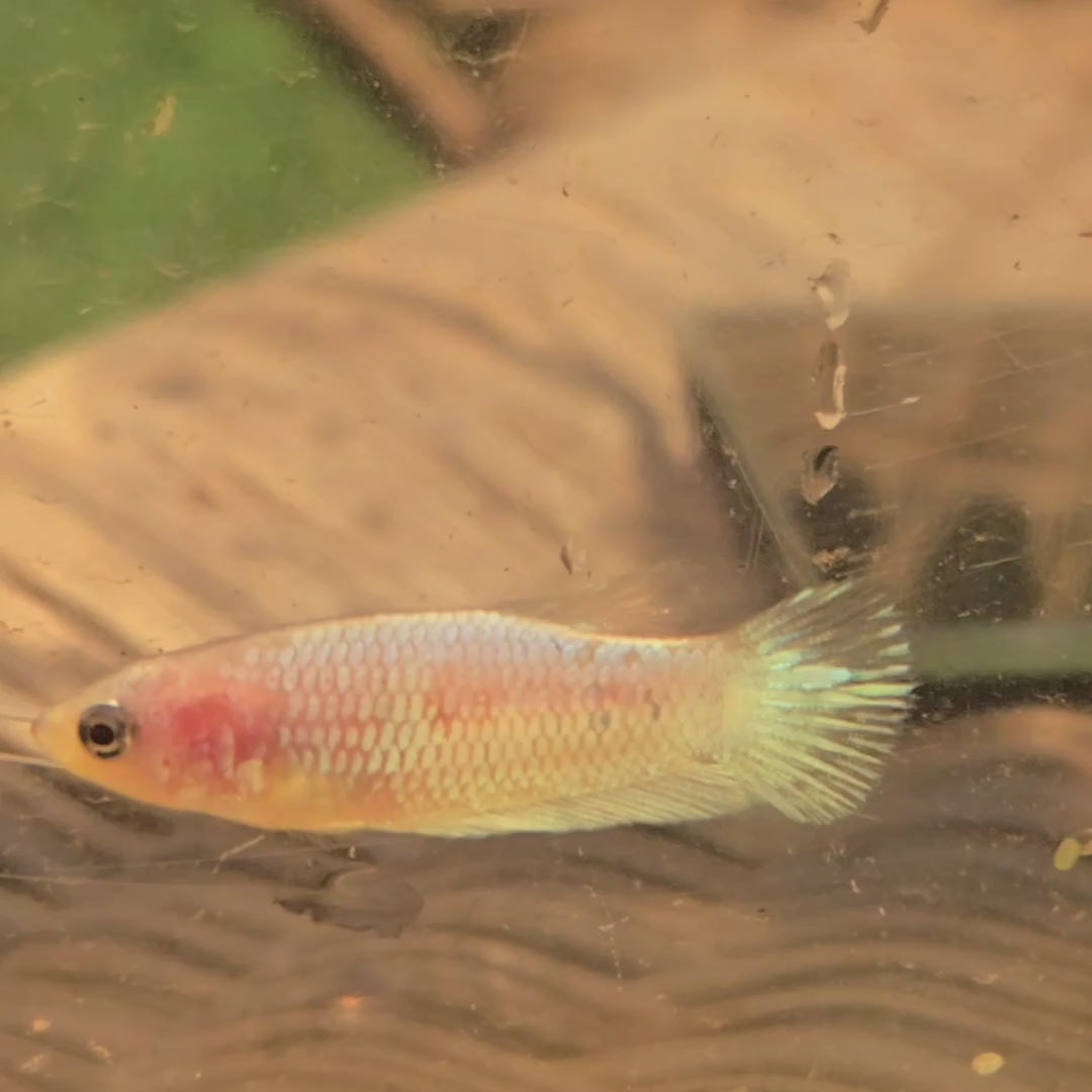 Unicorn Female Plakat Betta Fish - GK01 - F10