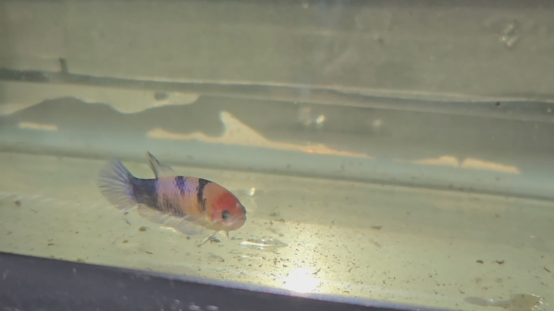 Female Hybrid Betta Fish - H07 F07