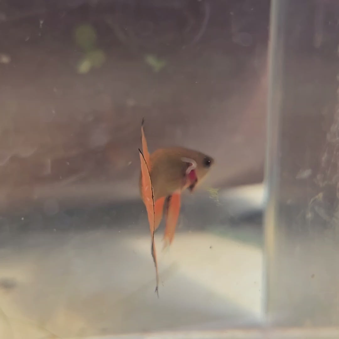 Male Hybrid Betta Fish - H10 M20