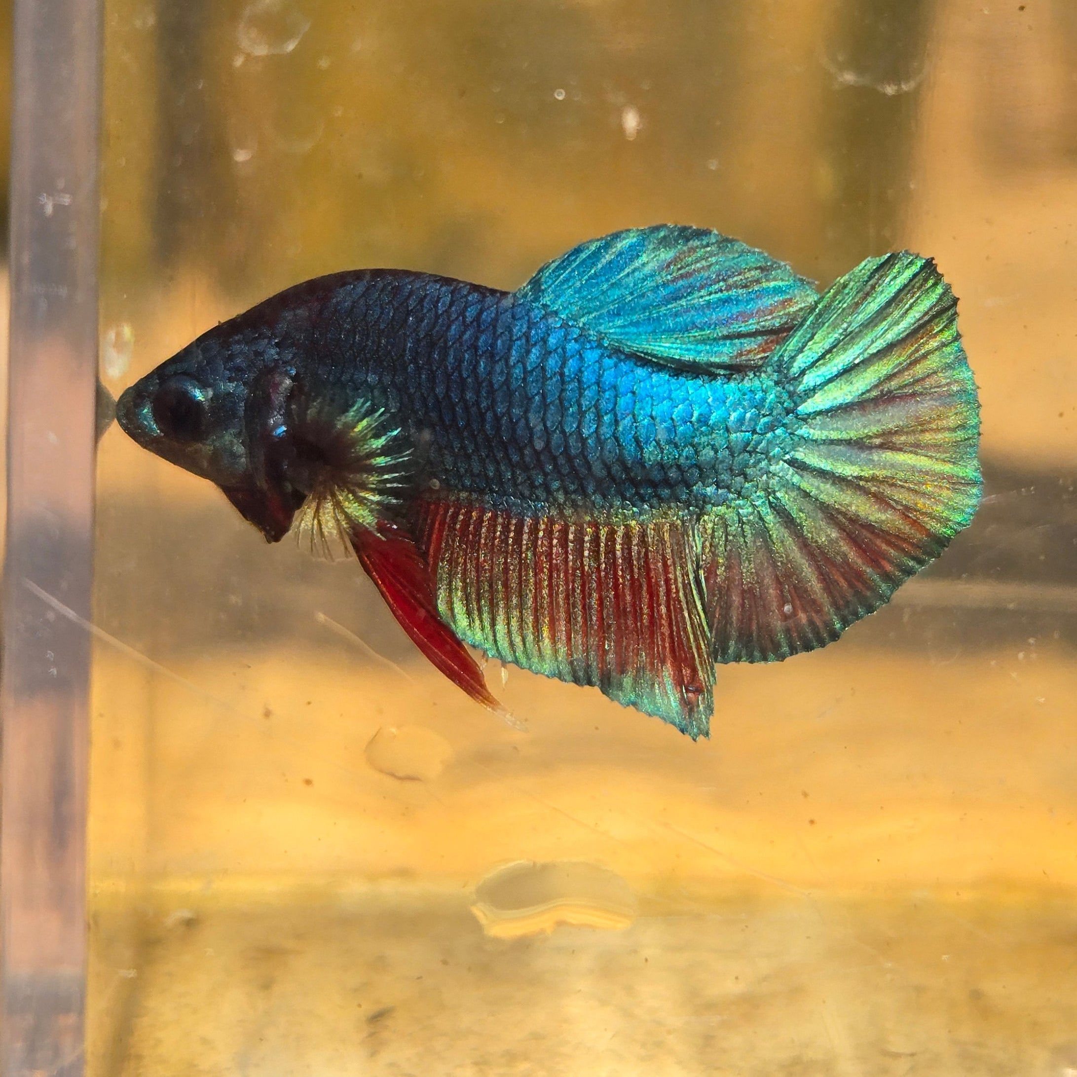 Unicorn Male Plakat Betta Fish - GK01 - M04
