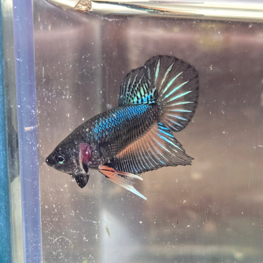 Male Hybrid Betta Fish - H10 M11