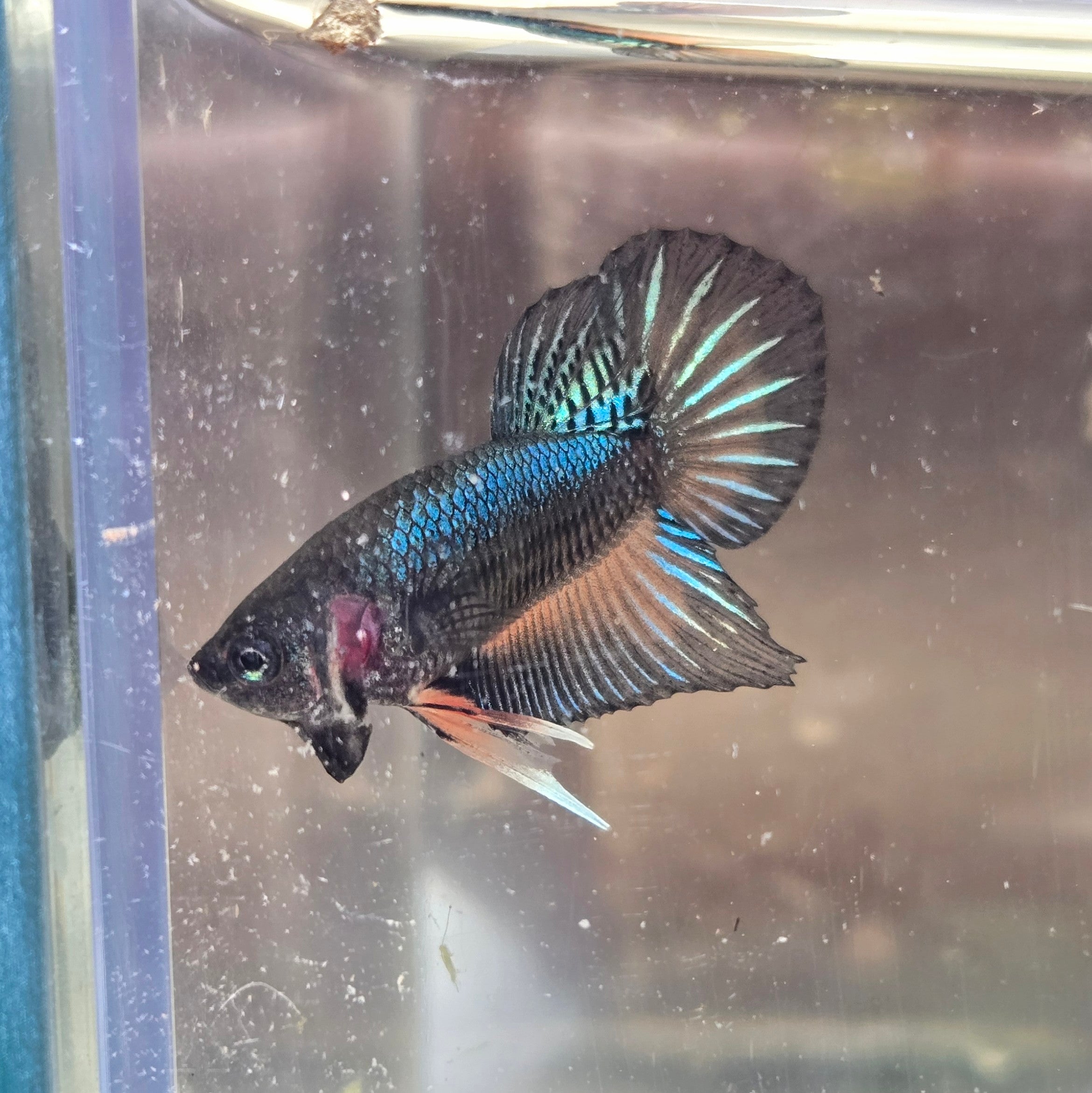 Male Hybrid Betta Fish - H10 M11