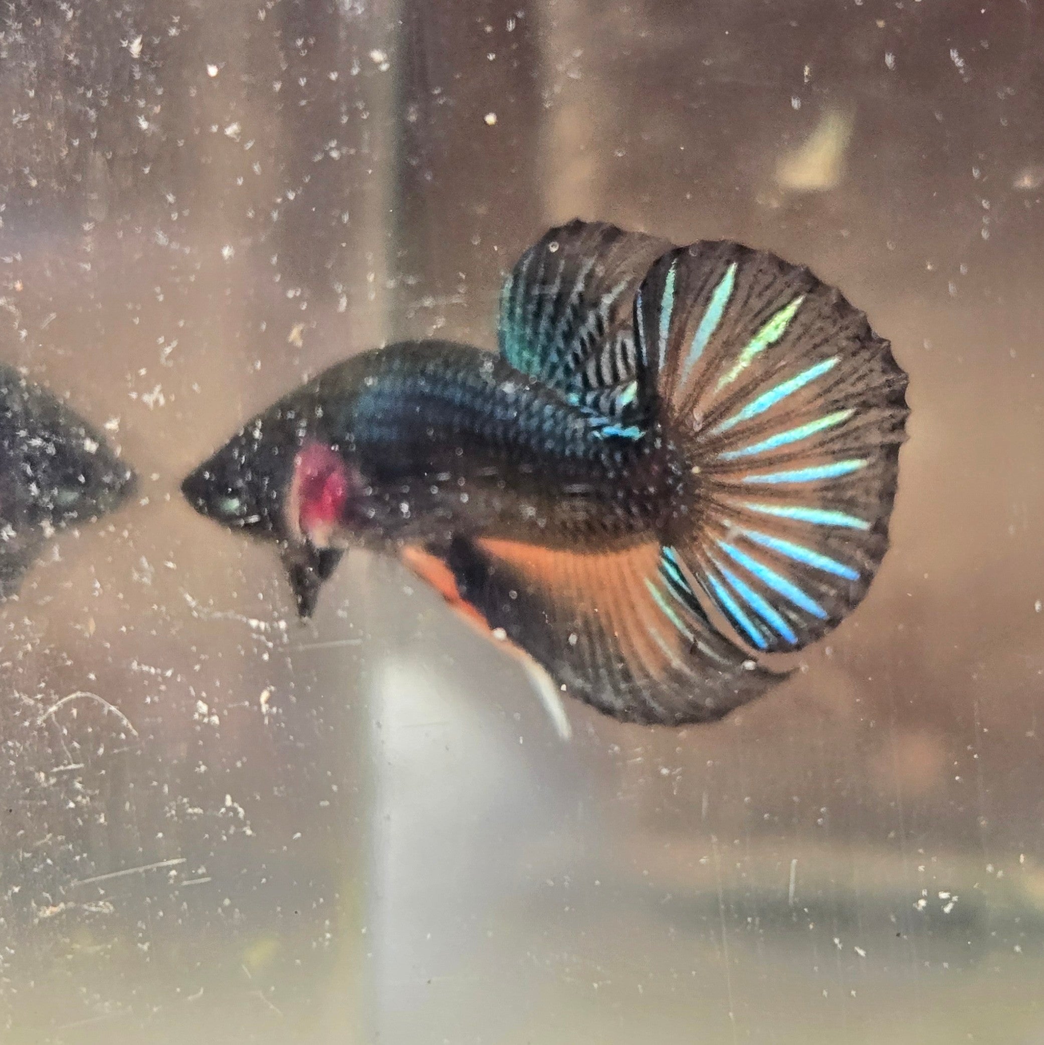 Male Hybrid Betta Fish - H10 M11