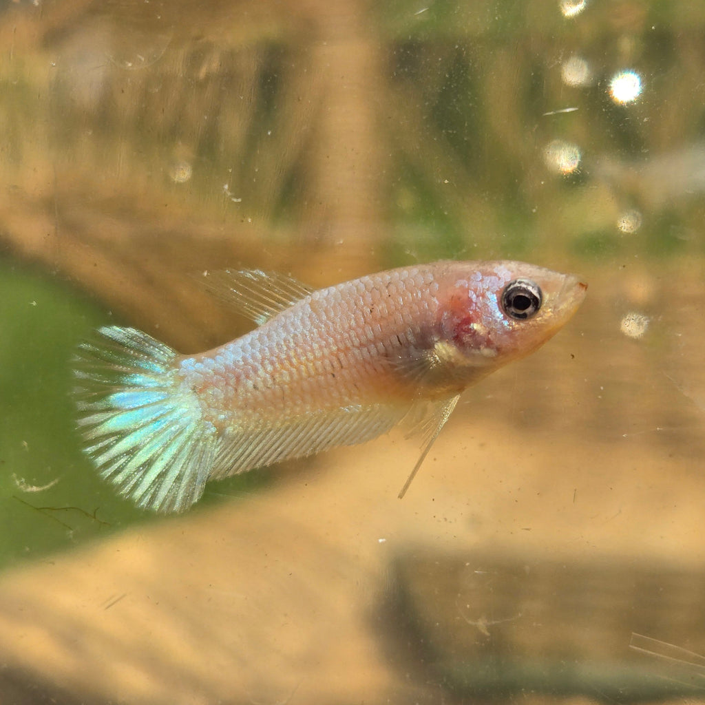 Unicorn Female Plakat Betta Fish - GK01 - F10