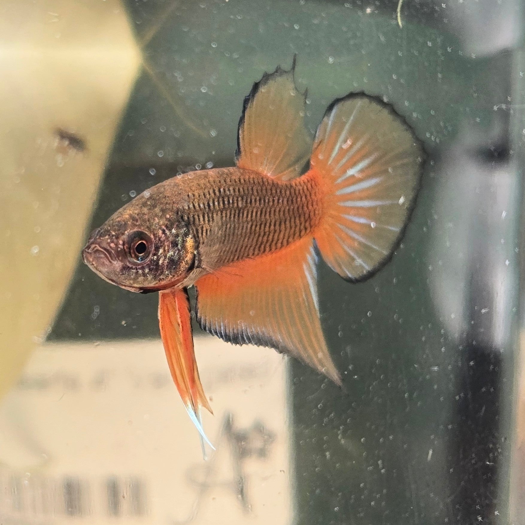 Male Hybrid Betta Fish - H10 M20