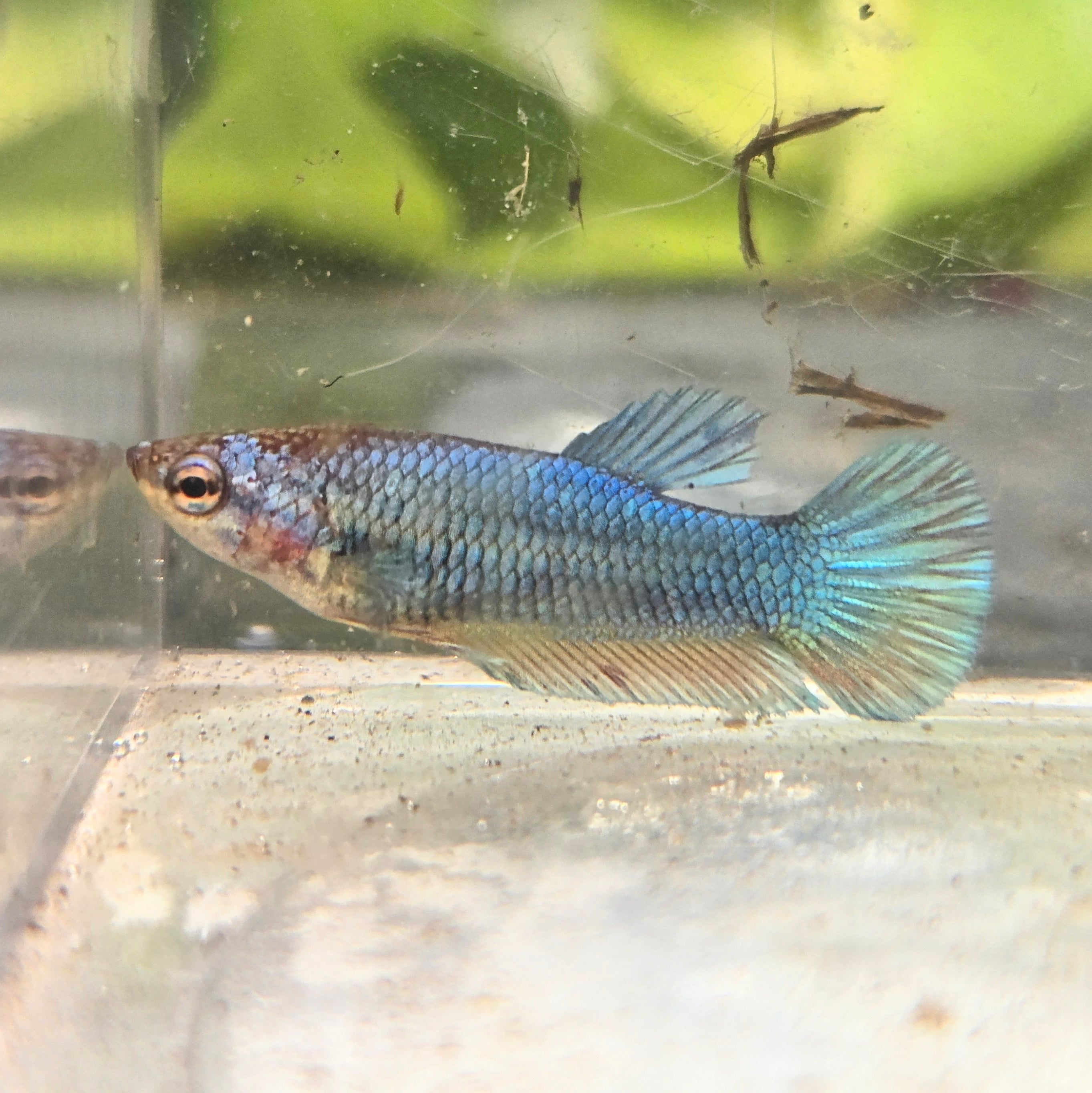 Female plakat blue betta