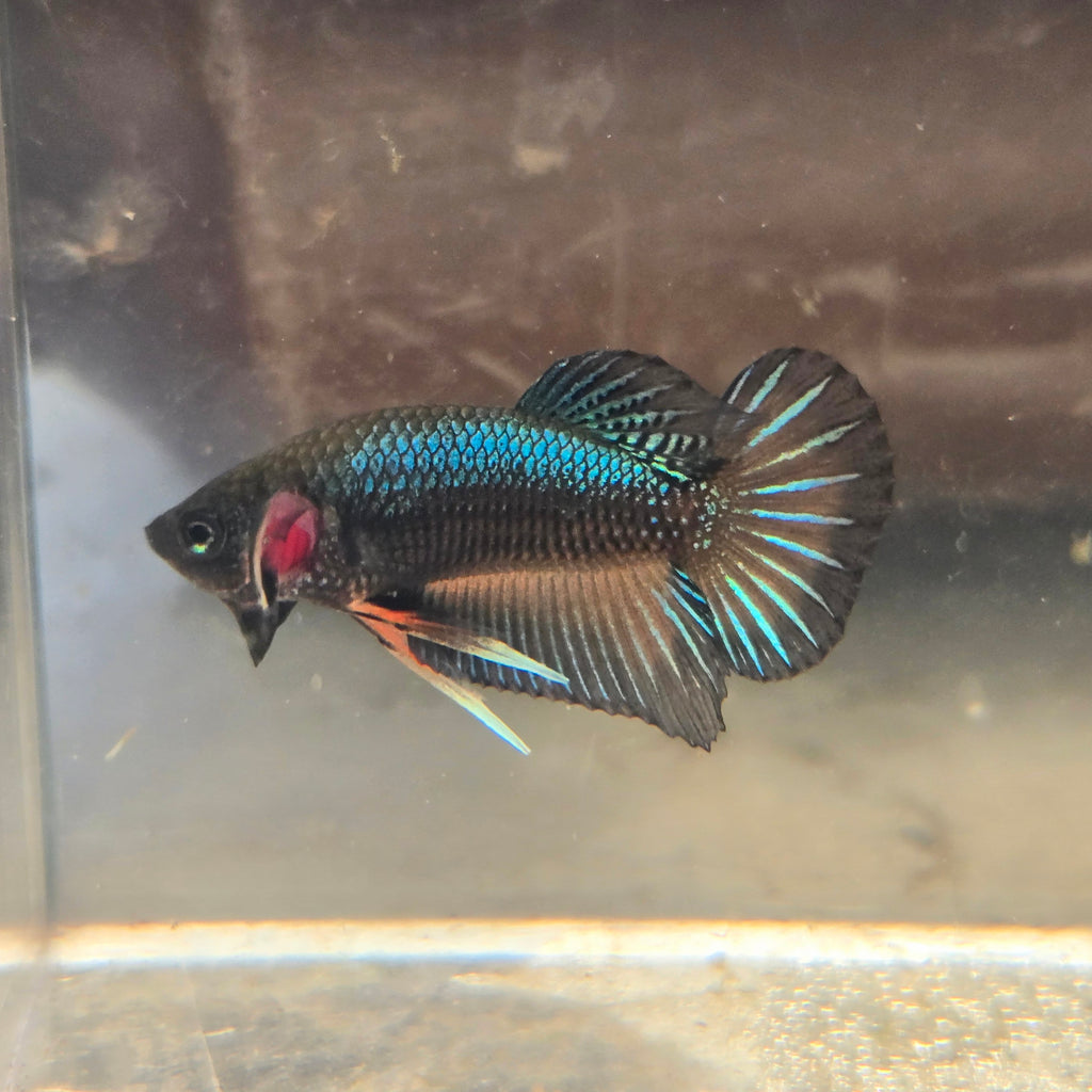 Male Hybrid Betta Fish - H10 M11