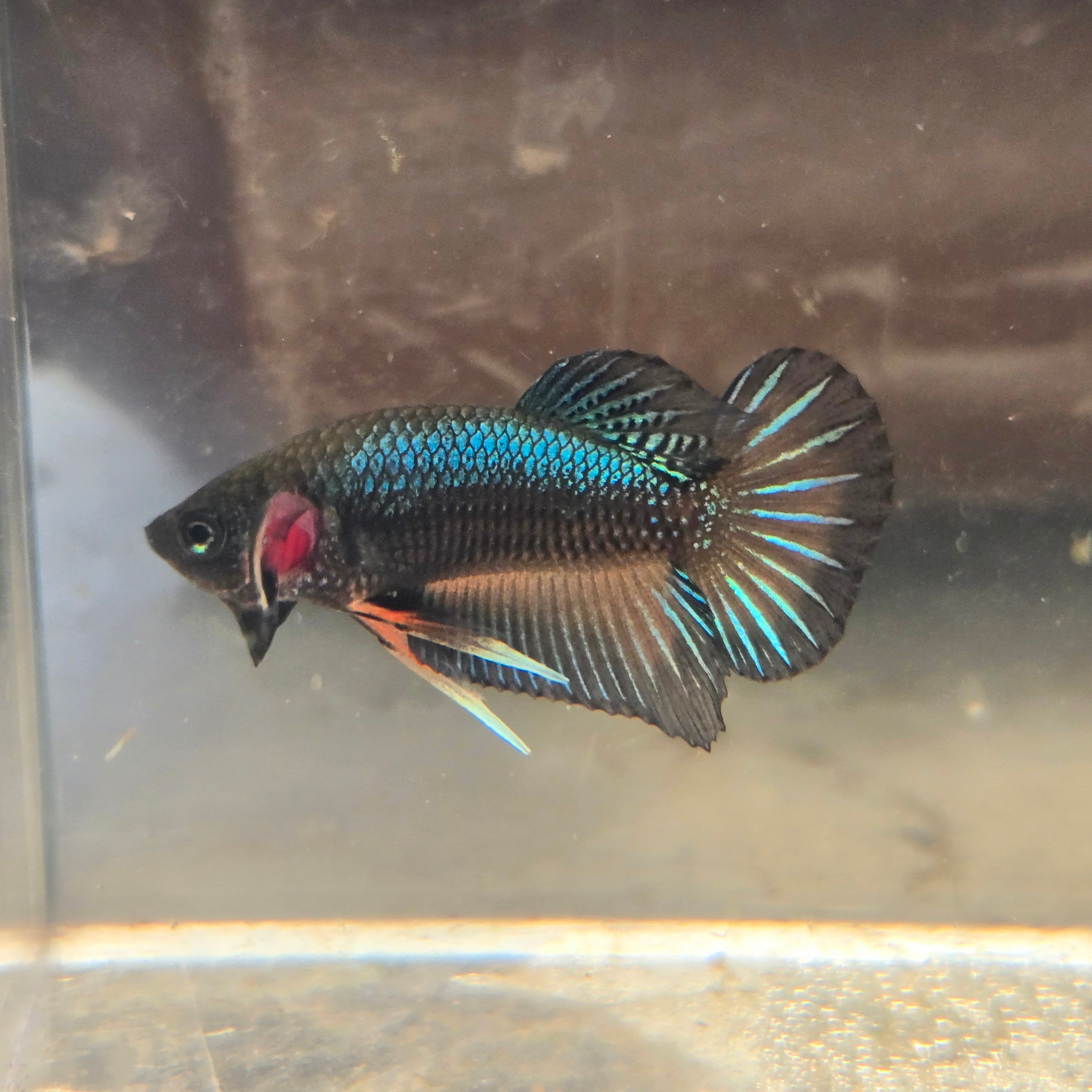 Male Hybrid Betta Fish - H10 M11