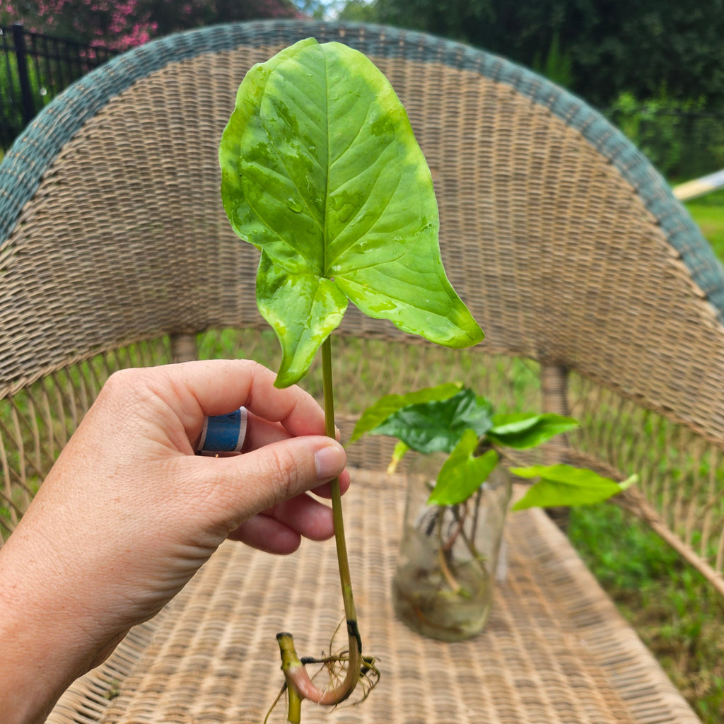 Water Acclimated Syngonium