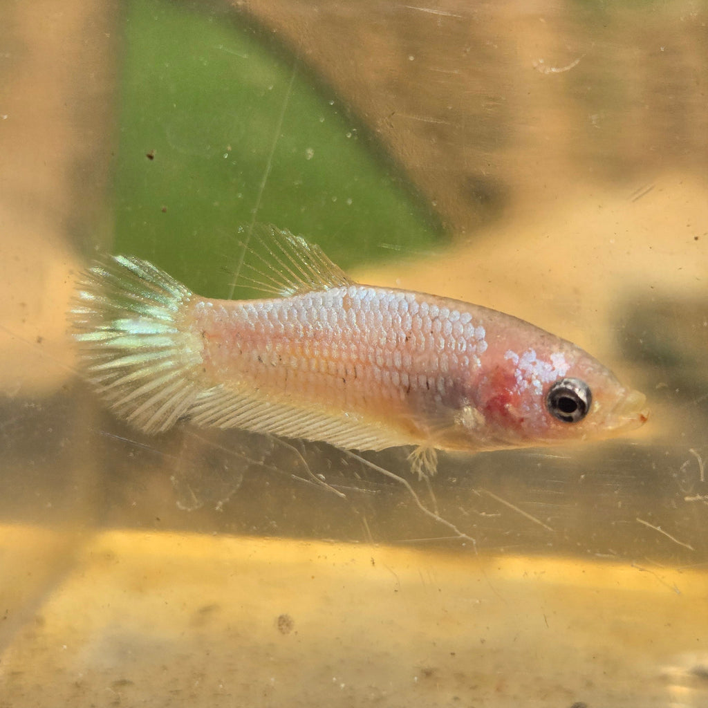 Unicorn Female Plakat Betta Fish - GK01 - F10