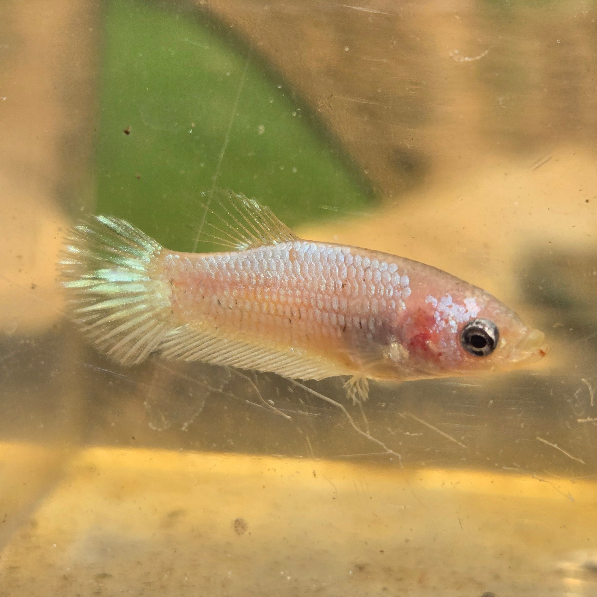 Unicorn Female Plakat Betta Fish - GK01 - F10