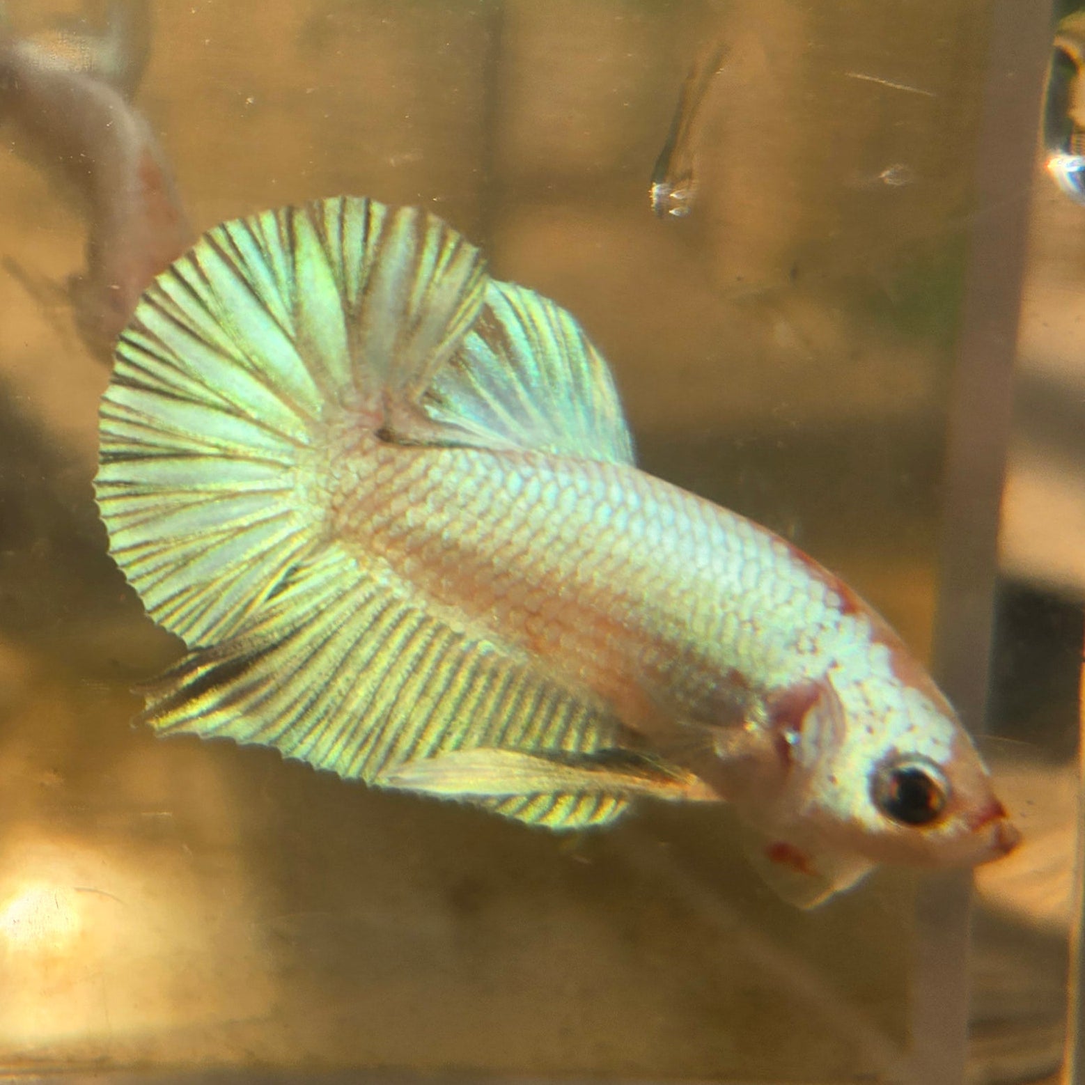 Unicorn Male Plakat Betta Fish - GK01 - M05