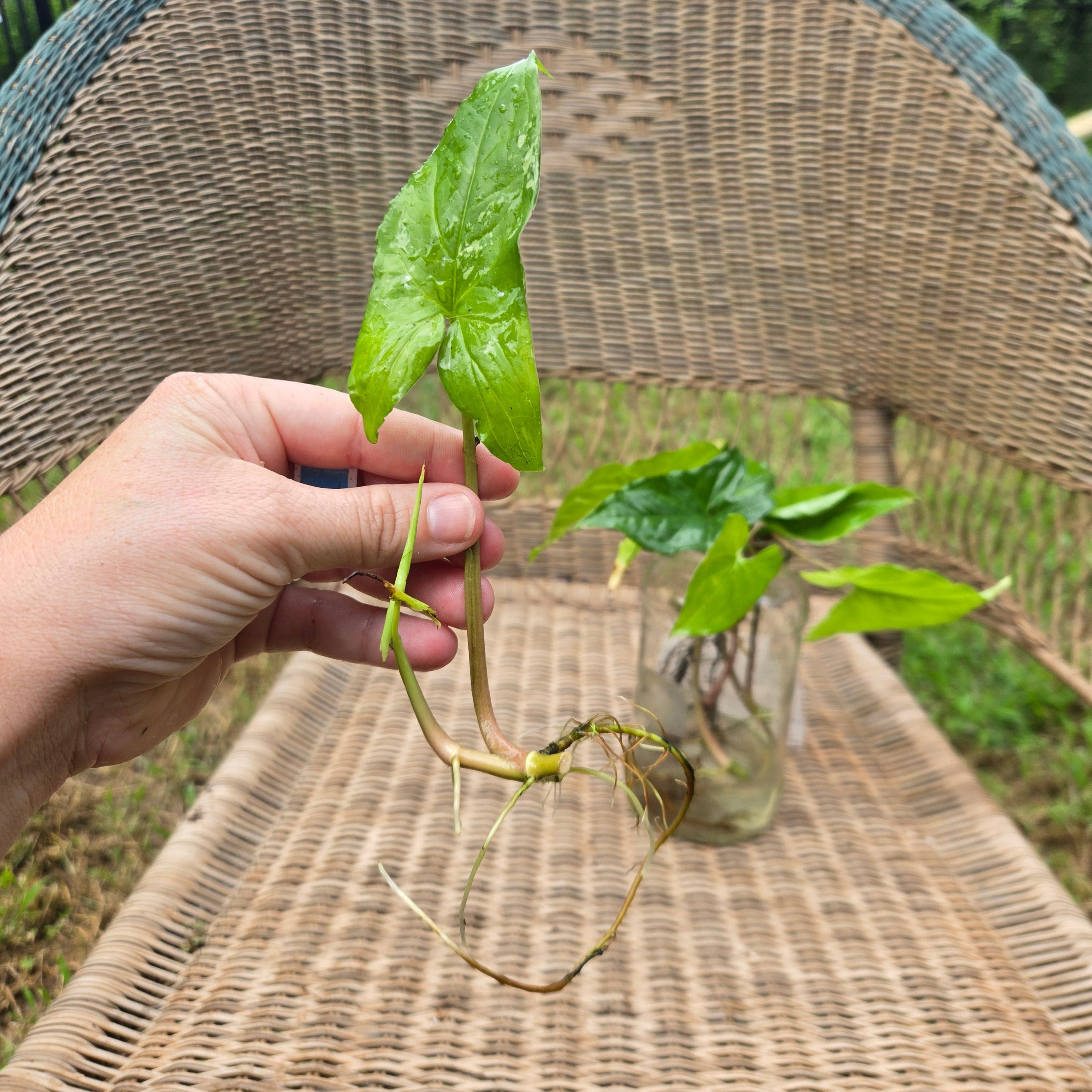Water Acclimated Syngonium