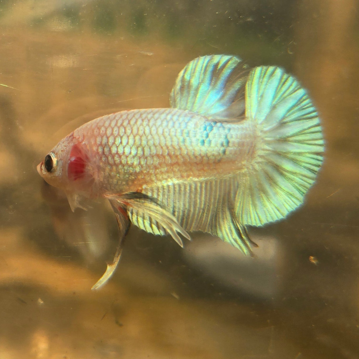 Unicorn Male Plakat Betta Fish - GK01 - M05
