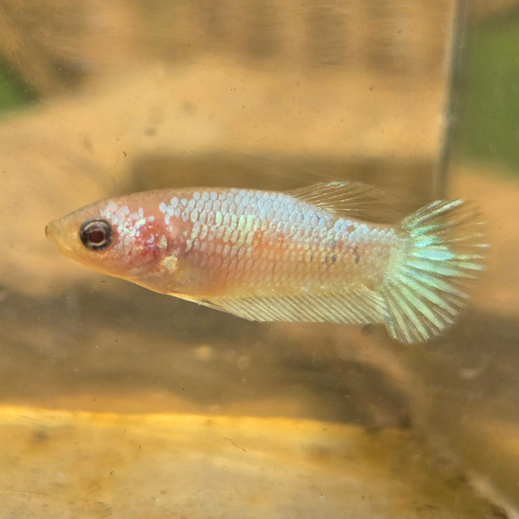 Unicorn Female Plakat Betta Fish - GK01 - F10