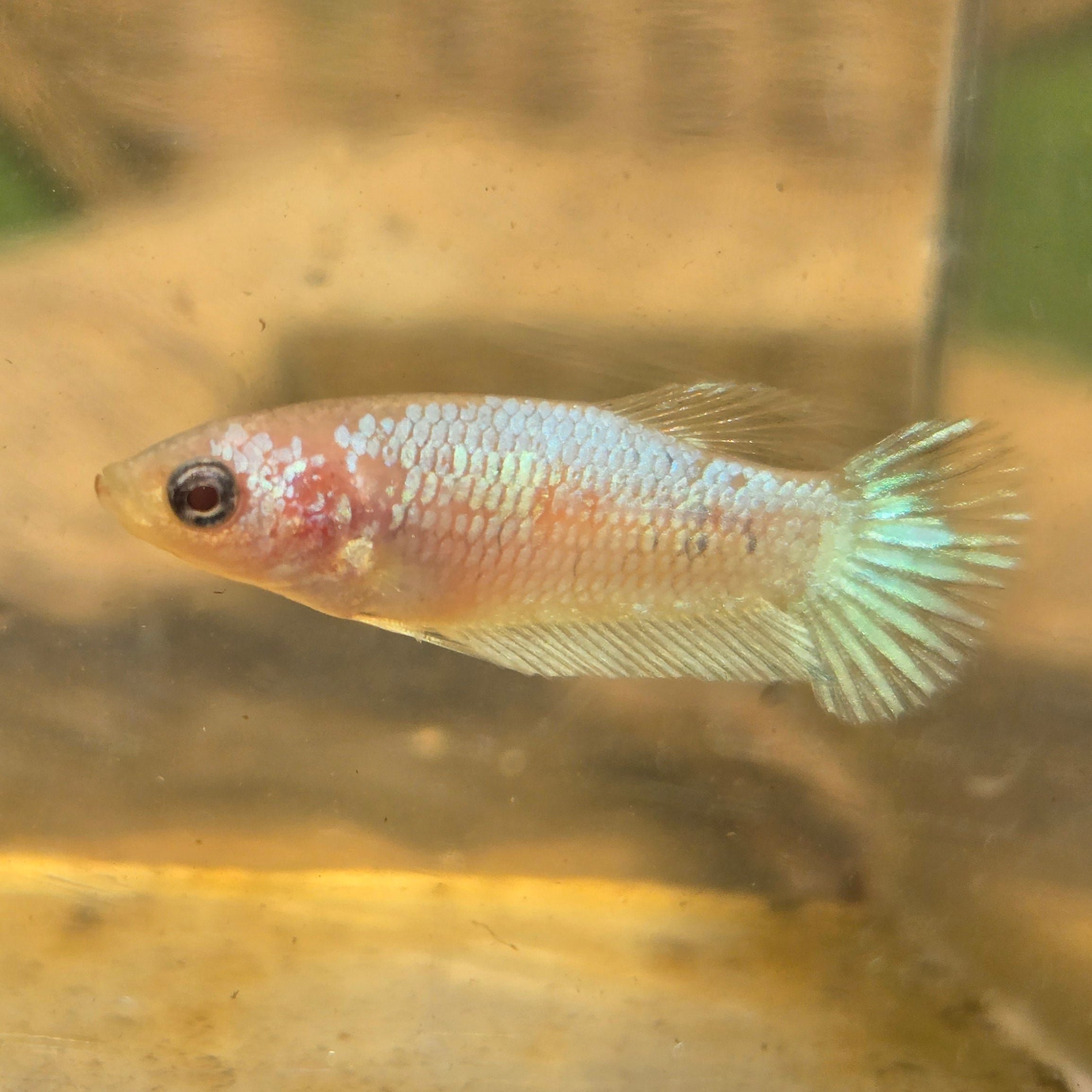 Unicorn Female Plakat Betta Fish - GK01 - F10