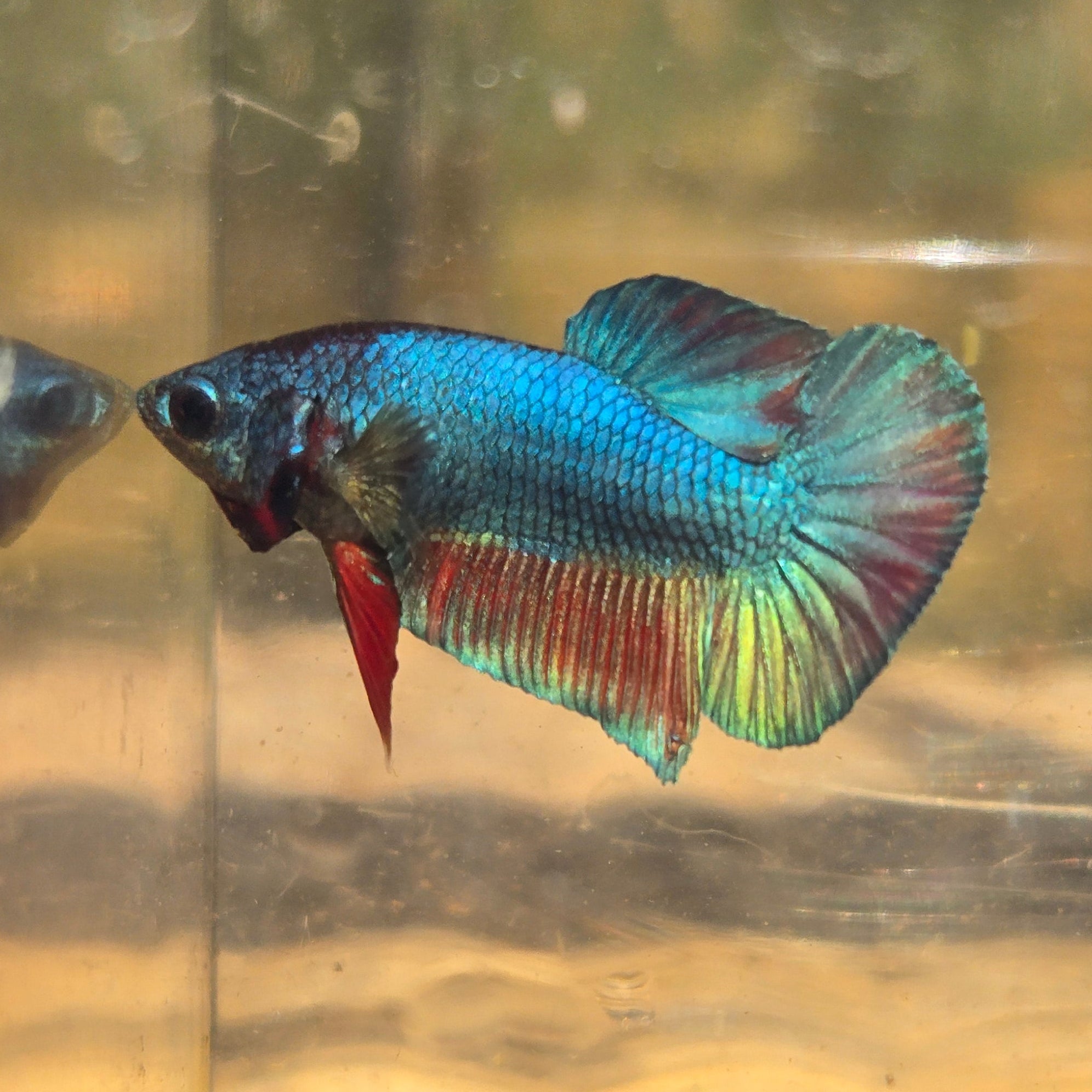 Unicorn Male Plakat Betta Fish - GK01 - M04