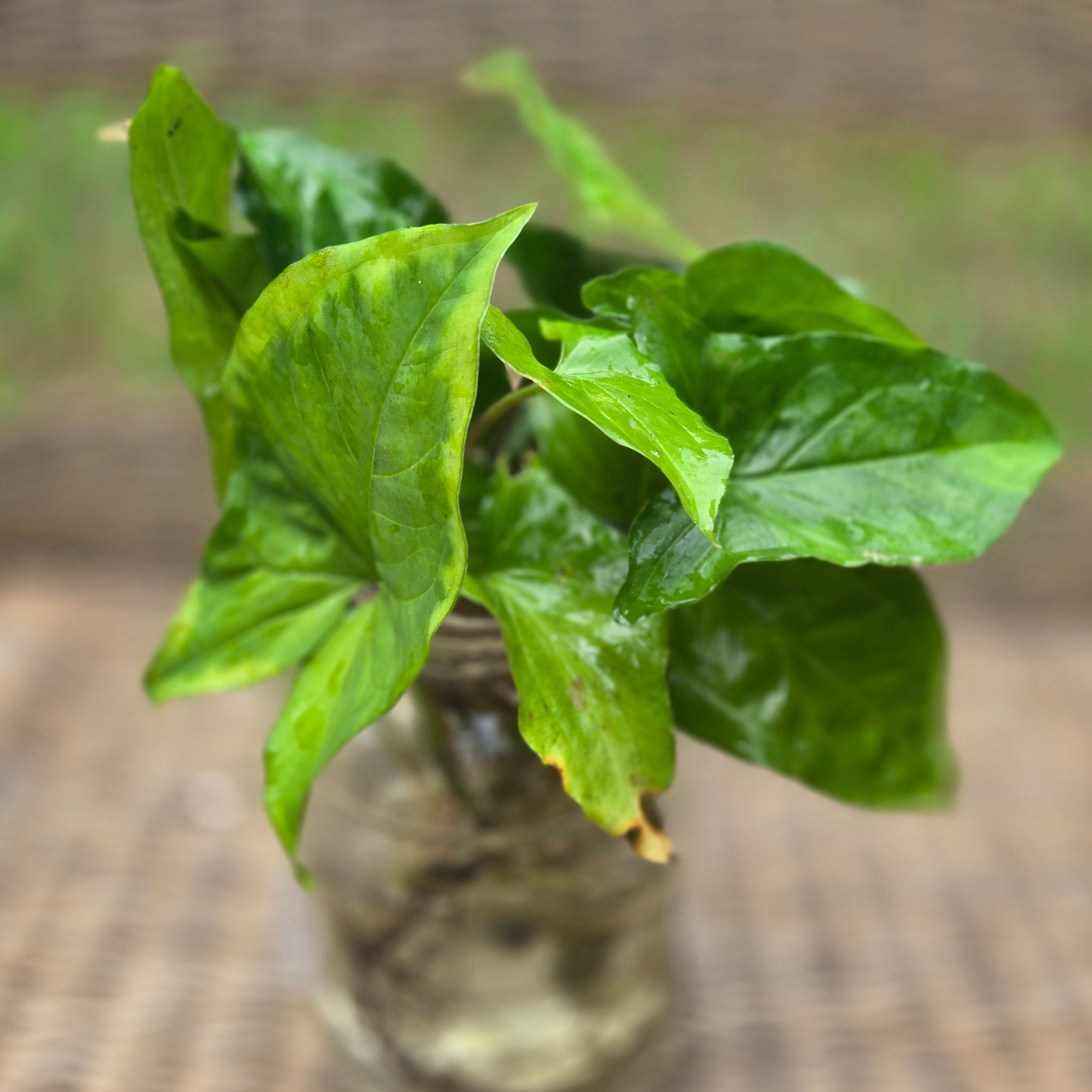 Water Acclimated Syngonium