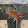Male Hybrid Betta Fish - H10 M20
