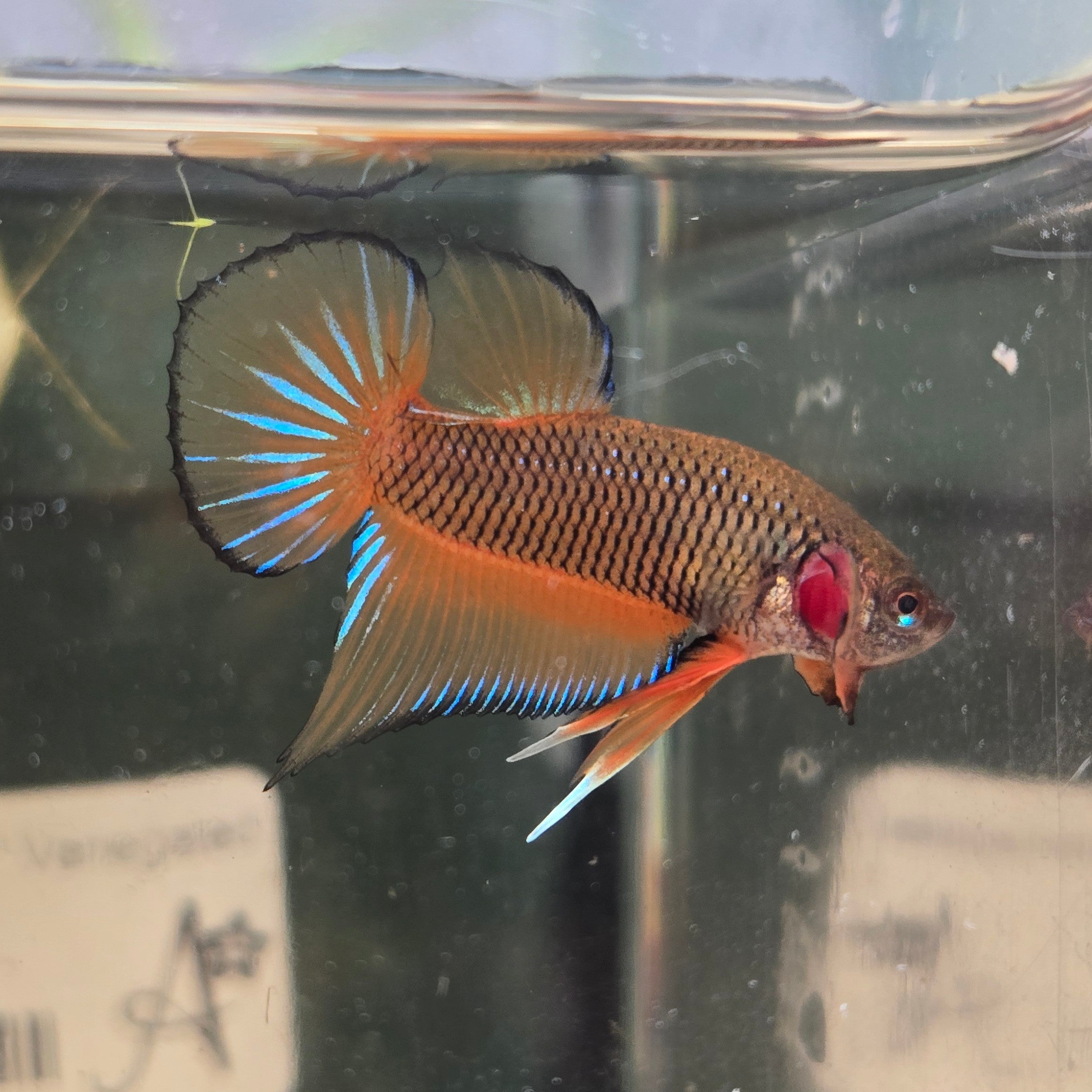 Male Hybrid Betta Fish - H10 M20