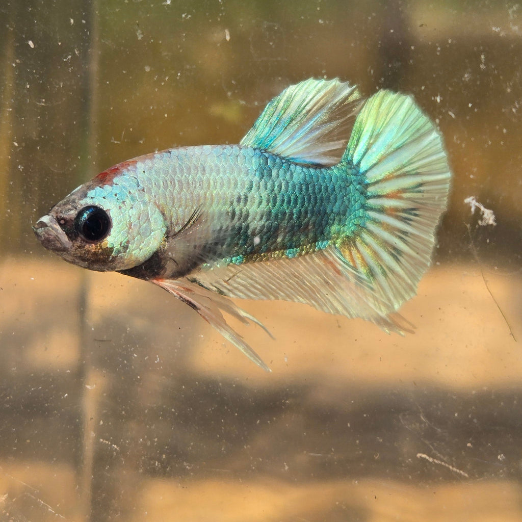 Unicorn Male Plakat Betta Fish - GK01 - M03